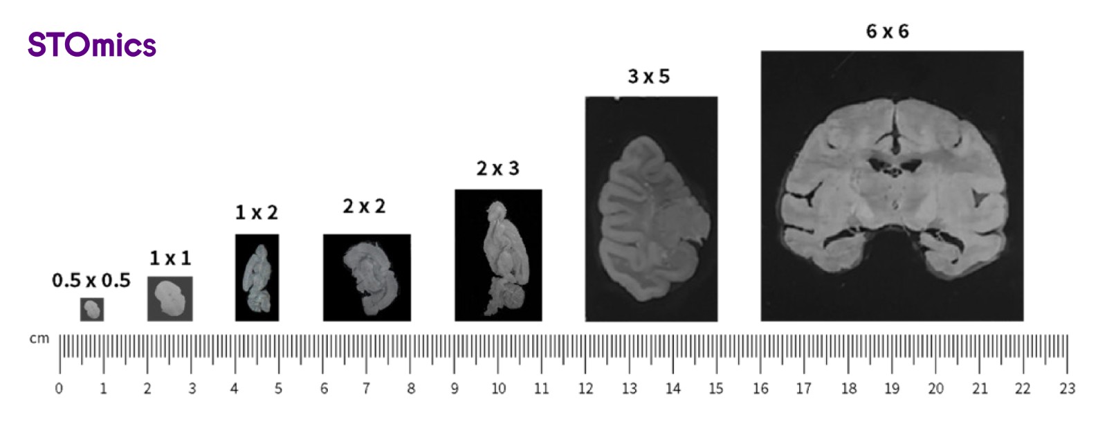 Different Stereo-seq chip sizes